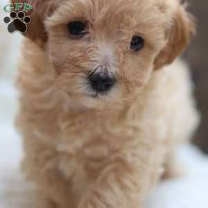 Cuddles, Maltipoo Puppy