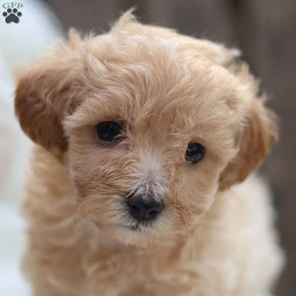 Cuddles, Maltipoo Puppy
