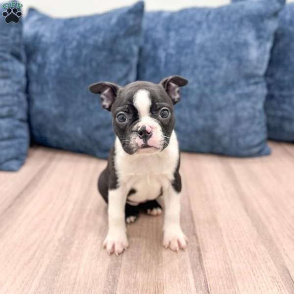 Roxy, Boston Terrier Puppy