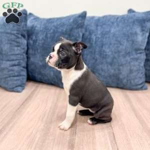Roxy, Boston Terrier Puppy