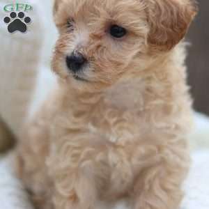 Cuddles, Maltipoo Puppy