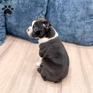Roxy, Boston Terrier Puppy