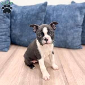 Roxy, Boston Terrier Puppy