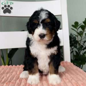 Rose, Bernedoodle Puppy