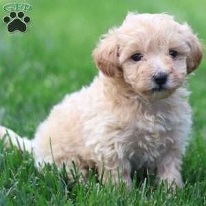 Cuddles, Maltipoo Puppy