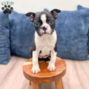 Roxy, Boston Terrier Puppy