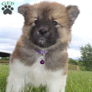 Sadie, Akita Puppy