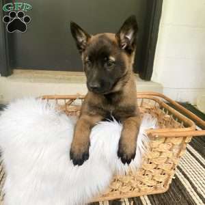 Josie, Belgian Malinois Puppy
