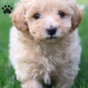 Cuddles, Maltipoo Puppy
