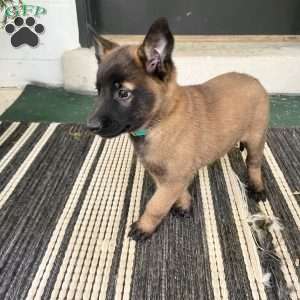 Josie, Belgian Malinois Puppy