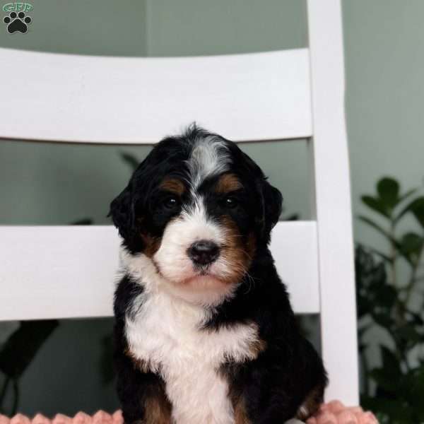 Rose, Bernedoodle Puppy