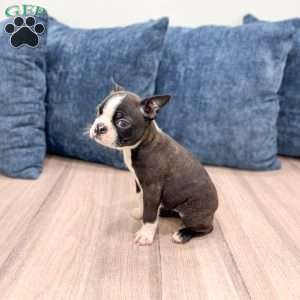 Rachelle, Boston Terrier Puppy