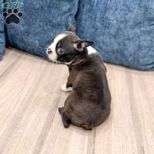 Rachelle, Boston Terrier Puppy