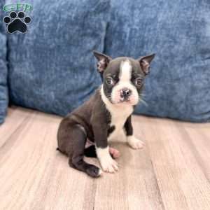 Rachelle, Boston Terrier Puppy