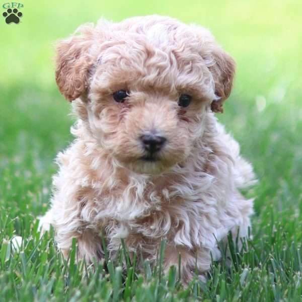 Carrie, Maltipoo Puppy
