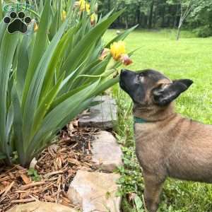 Josie, Belgian Malinois Puppy