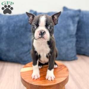 Rachelle, Boston Terrier Puppy