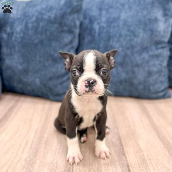 Rachelle, Boston Terrier Puppy