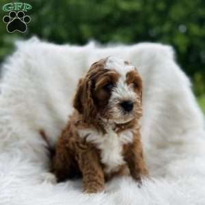 Blake, Cavapoo Puppy