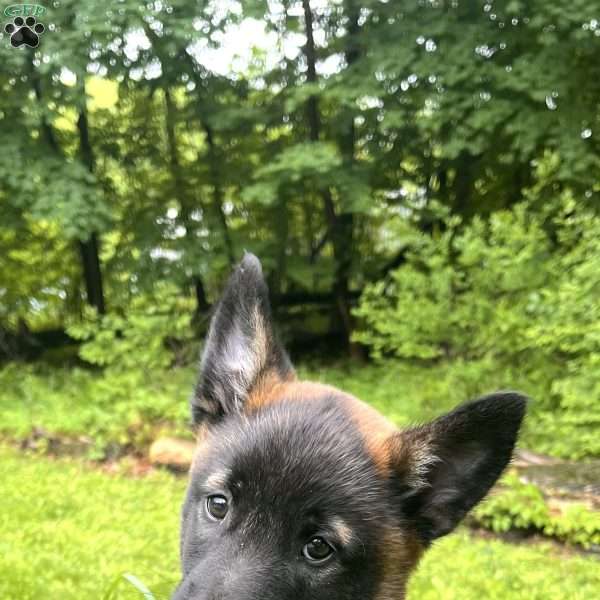 Josie, Belgian Malinois Puppy