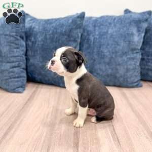 Rockstar, Boston Terrier Puppy