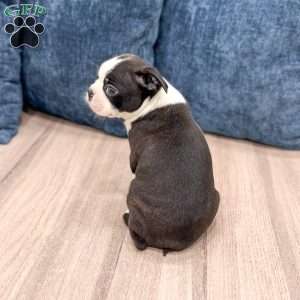 Rockstar, Boston Terrier Puppy
