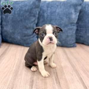 Rockstar, Boston Terrier Puppy