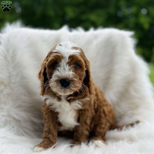 Blake, Cavapoo Puppy
