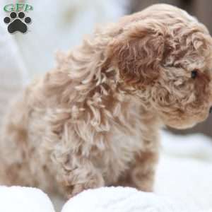 Carrie, Maltipoo Puppy