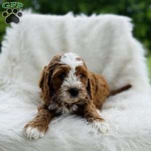 Blake, Cavapoo Puppy