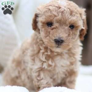 Carrie, Maltipoo Puppy