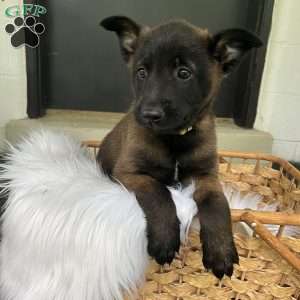 Callie, Belgian Malinois Puppy