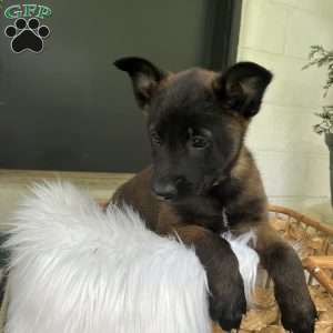 Callie, Belgian Malinois Puppy