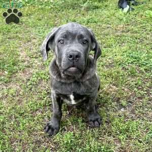 Prince, Cane Corso Puppy