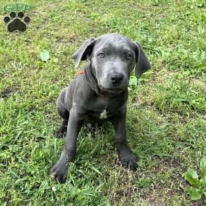 Phoenix, Cane Corso Puppy