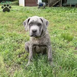 Parker, Cane Corso Puppy