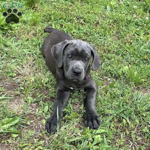 Phoebe, Cane Corso Puppy