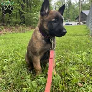 Ripp, Belgian Malinois Puppy