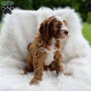 Ann, Cavapoo Puppy