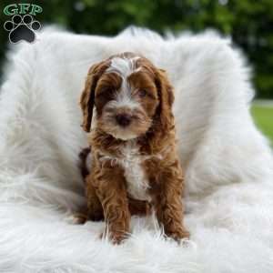 Ann, Cavapoo Puppy