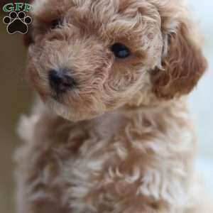 Carrie, Maltipoo Puppy