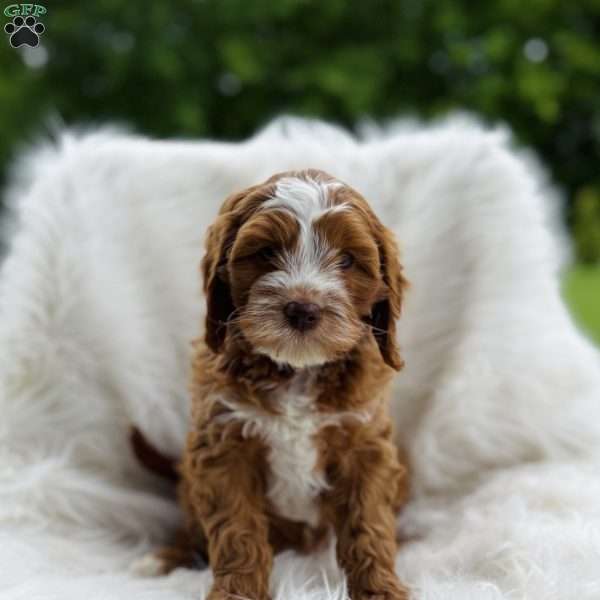 Ann, Cavapoo Puppy