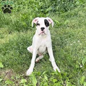 Neill, Boxer Puppy