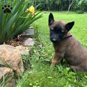 Ripp, Belgian Malinois Puppy
