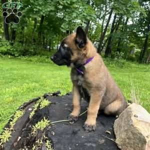 Ripp, Belgian Malinois Puppy