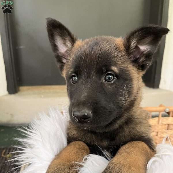 Riley, Belgian Malinois Puppy
