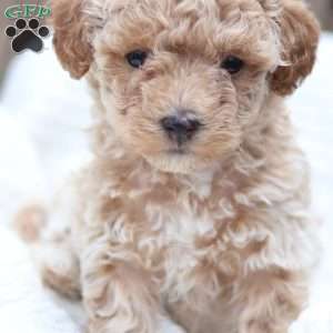 Carrie, Maltipoo Puppy