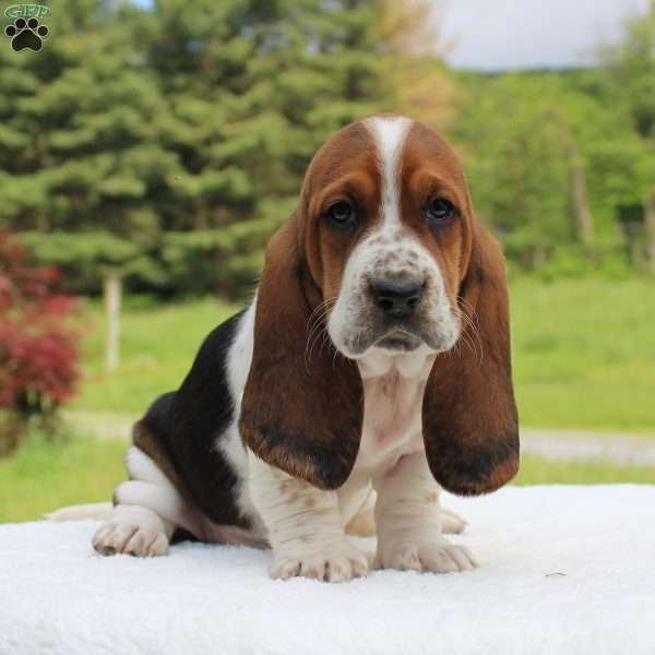 Penny, Basset Hound Puppy