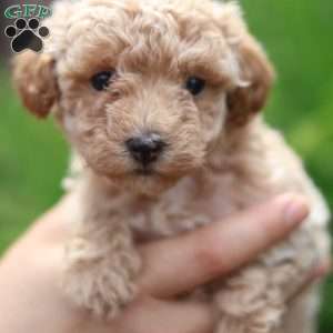 Carrie, Maltipoo Puppy