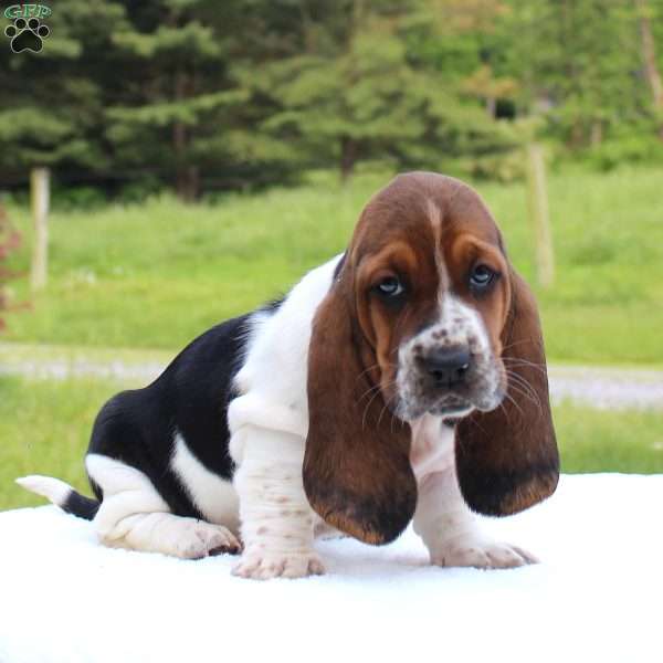 Poppy, Basset Hound Puppy